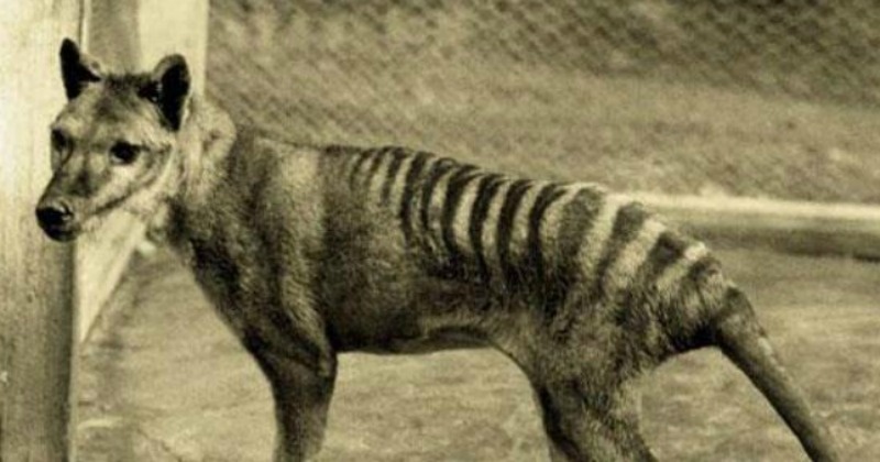 Hunt For Once Extinct Tasmanian Tigers Begin After They're Seen In ...