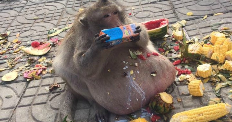 Obese Monkey Nicknamed 'Uncle Fatty', Who Gorged On Tourists' Food Sent