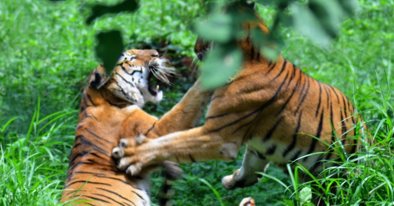 India's Tiger Population Has Increased By 1300% Since It Was Declared ...