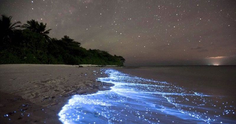 These Glow-In-The-Dark Beaches Are Breathtakingly Beautiful ...