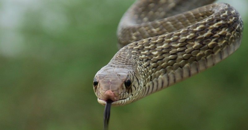 After Kerala Andhra Pradesh Plagued By Snake Bites Conducts Sarpa Shanti Yagna To Tackle Menace