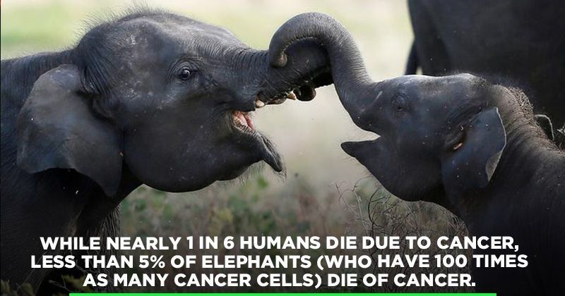 The Gene That Protects Elephants From Cancer May Help Treat Humans In