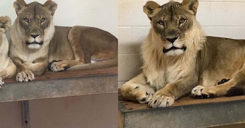 A Lioness Grew A Beard & Vets At Oklahoma City Zoo Just 