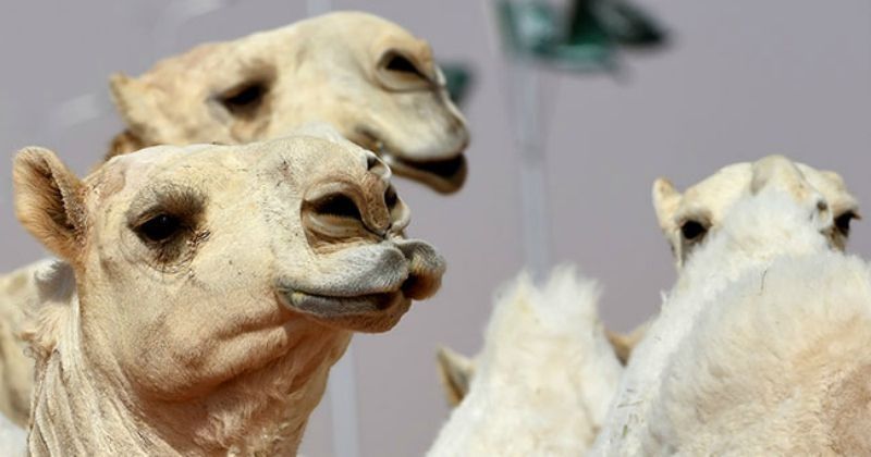 12 Camels Disqualified From Beauty Contest For Using Botox On Lips