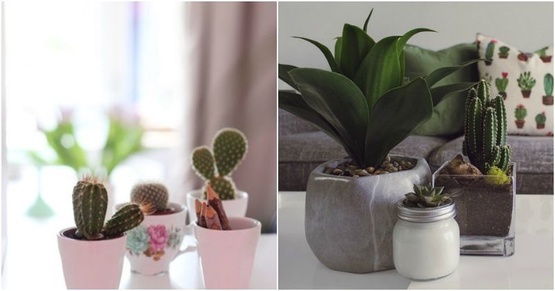11 Indoor Plants  That Will Absorb All The Negative Energy 