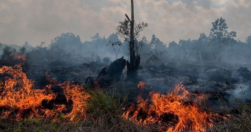 Kerala Temporarily Bans Trekking In Forest Areas After Nine Killed In Tamil Nadu Wildfire 341410