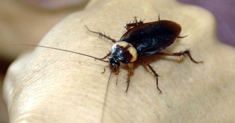 Man Tries To Burn All Cockroaches At His House, Ends Up Exploding The