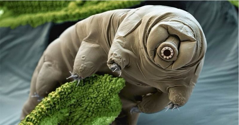 Japanese Researcher Discovers A New 'Water Bear' Life Form In His ...