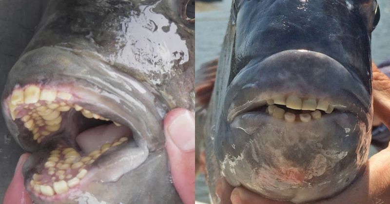 Someone Just Caught A Fish With Human Teeth & People Are Freaking Out ...