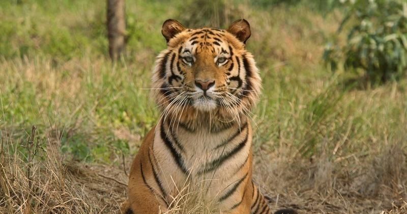 To Save More Endangered Tigers, Fifth Biggest Reserve Is Coming Up In ...