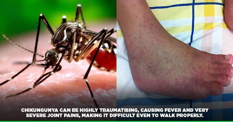 Weve Already Witnessed 17311 Cases Of Chikungunya This Year Heres What Else You Should Know