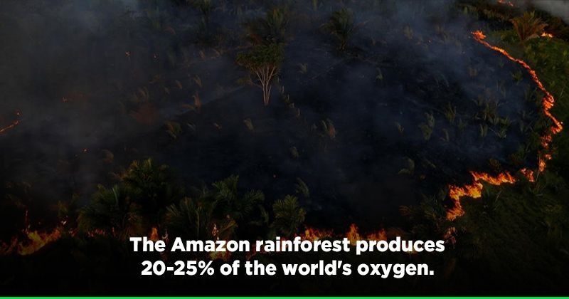 Amazon:The Amazon Rainforest Is In Serious Danger, And Why Protecting ...