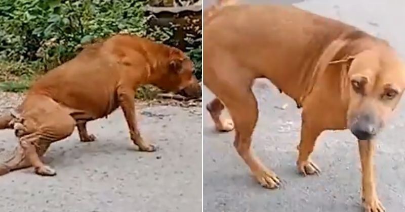 dog fakes injury:Clever Dog Fakes Broken Leg To Get People's Attention ...