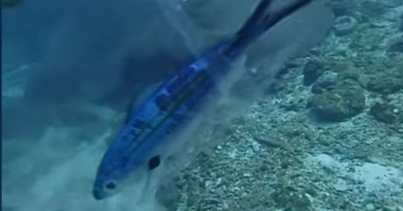 fish dying in plastic bag:Helpless Fish Stuck In Plastic Bag, Waiting ...