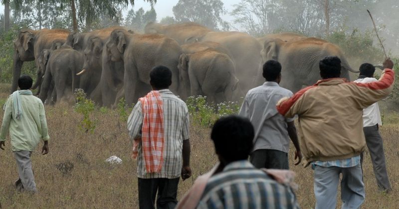 Human-Elephant Conflicts:The Alarming Cost Of Human-Elephant Conflicts