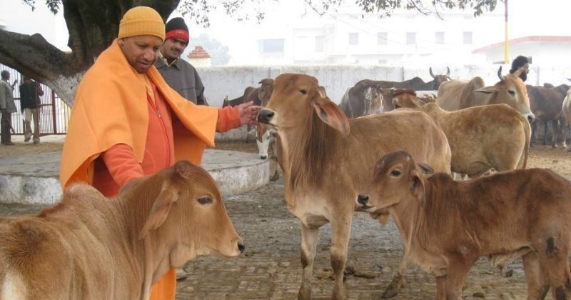 Yogi Adityanath’s UP Govt To Spend Rs 647 Crore On Gau Mata & People