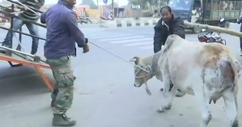 Stray Cows Amid Growing Public Anger Over Stray Cows Officials Are