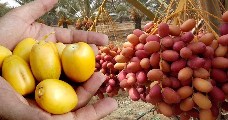 Date Palm Cultivation In India