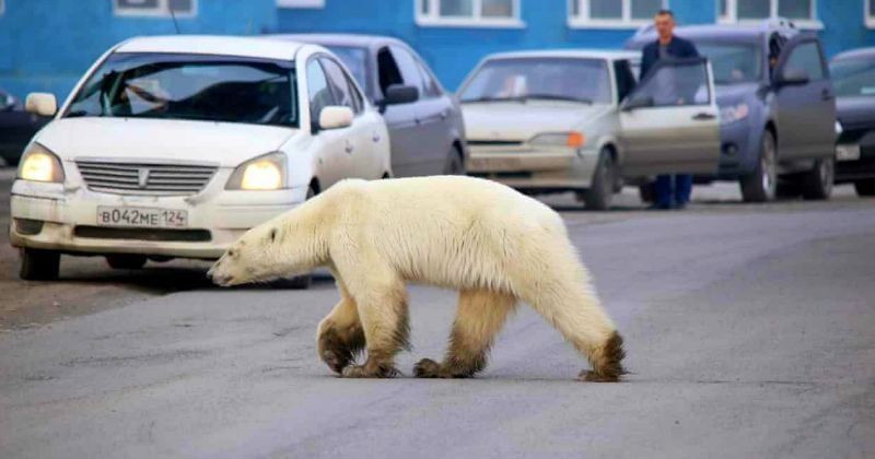 Starving And Exhausted Polar Bear Wanders Into Industrial Siberian Town 1 500 Kms Away From Home
