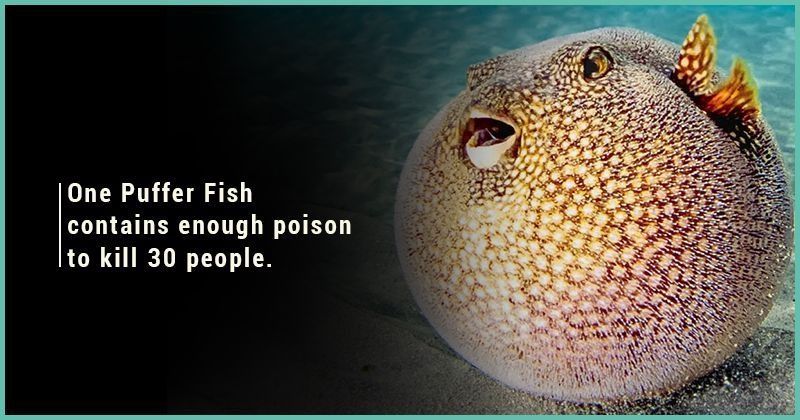 15 Bizarre Facts About Fish That'll Make You More Curious About Aquatic ...