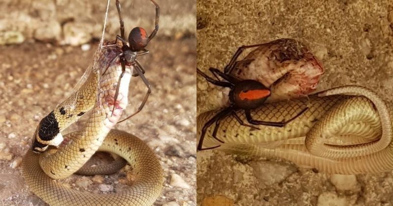 Black Widow Spider:An Eastern Brown Snake & Black Widow Spider Had A