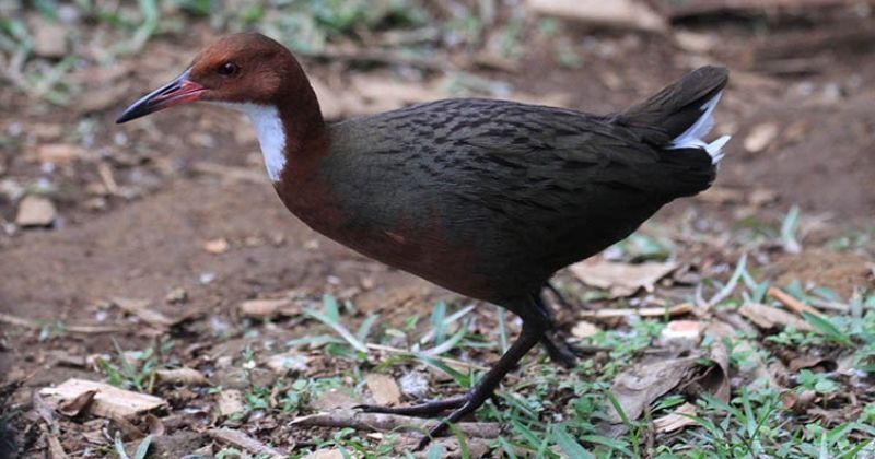 extinct-bird-species-reappears-bird-species-that-went-extinct-136-000