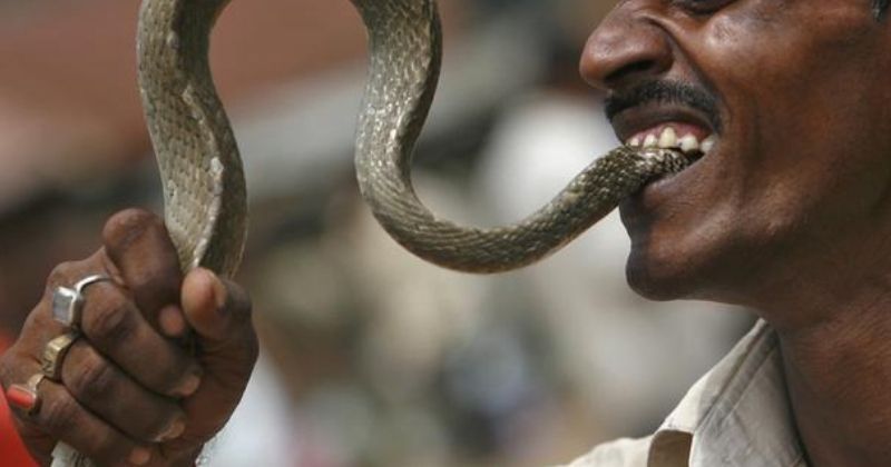 Gujarat Man Snake Bite:Snake Bites 70-Year-Old In Gujarat Who Bites It
