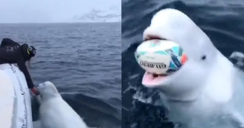 beluga whale:Man Playing Fetch The Ball With A Beluga Whale Goes Viral ...