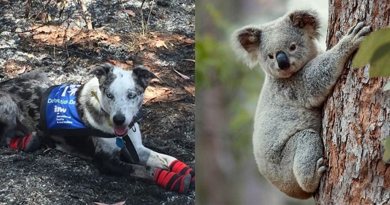 Not Just Humans Heroic Dogs Are Saving Injured Koalas