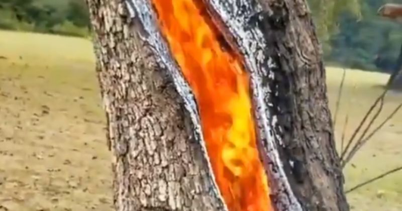 Tree Burning Insideanother Anomaly Of Nature Tree Struck By Lightning Burns From The Inside 