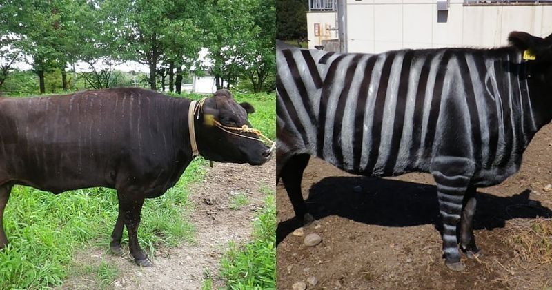 Cows Painted Like Zebras:Japanese Scientists Are Painting Zebra Stripes ...