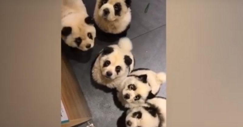 Panda Cafe in China:'Panda Cafe' Owner In China Dyes Chow ...