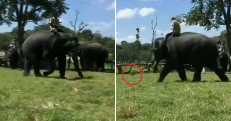 Elephants playing football:Watch: Elephants Playing Football In An Open