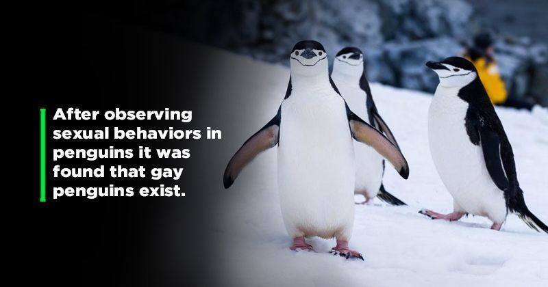 Amazing Facts About Penguins:13 Amazing Facts About Penguins That'll