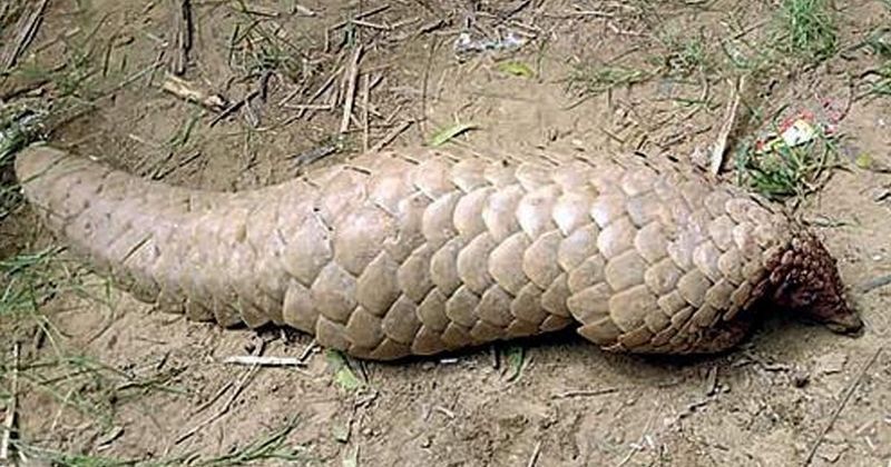 rare Indian Pangolin:Villagers In Gurugram Just Killed A Rare Indian