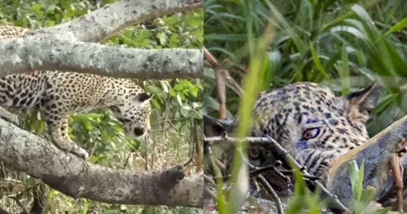 Image result for After a ten minute struggle in the water, the jaguar came out on top and after killing the caiman dragged it up a tree