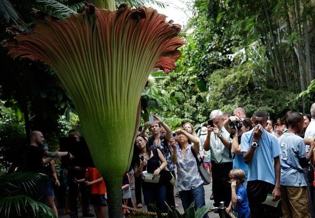 Stinky Flower Blooms in Washington - Indiatimes.com