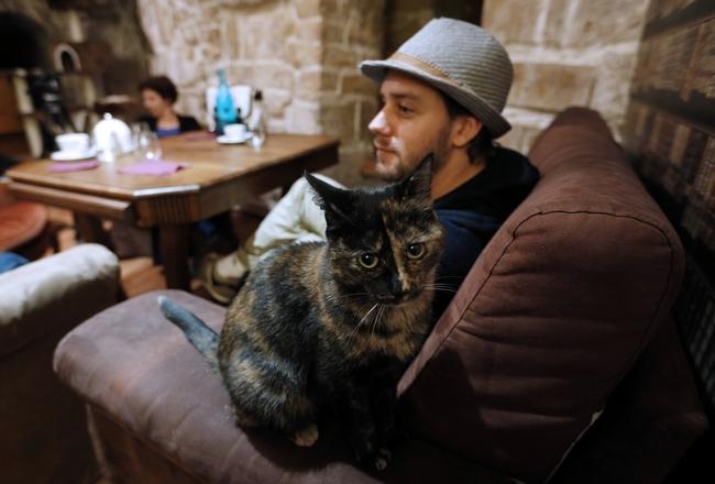 Sneak Peek Inside a Cat  Cafe  in Paris Indiatimes com