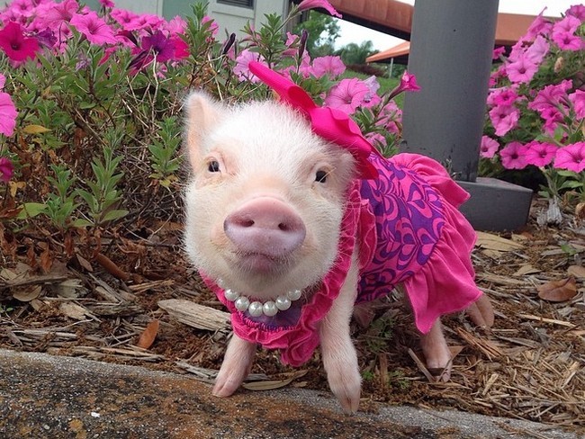 OINK OINK! Priscilla, the Cutest Piglet on Instagram Will ...